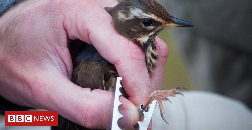 Science Why I spend my weekends ringing birds