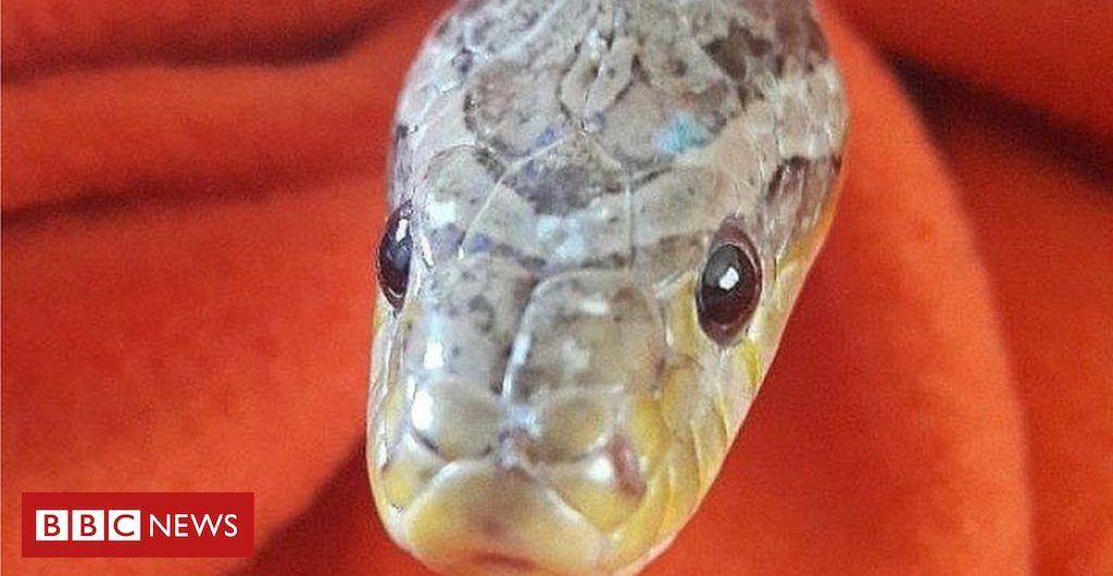 Environment Snake gets trapped in car during Christmas drive