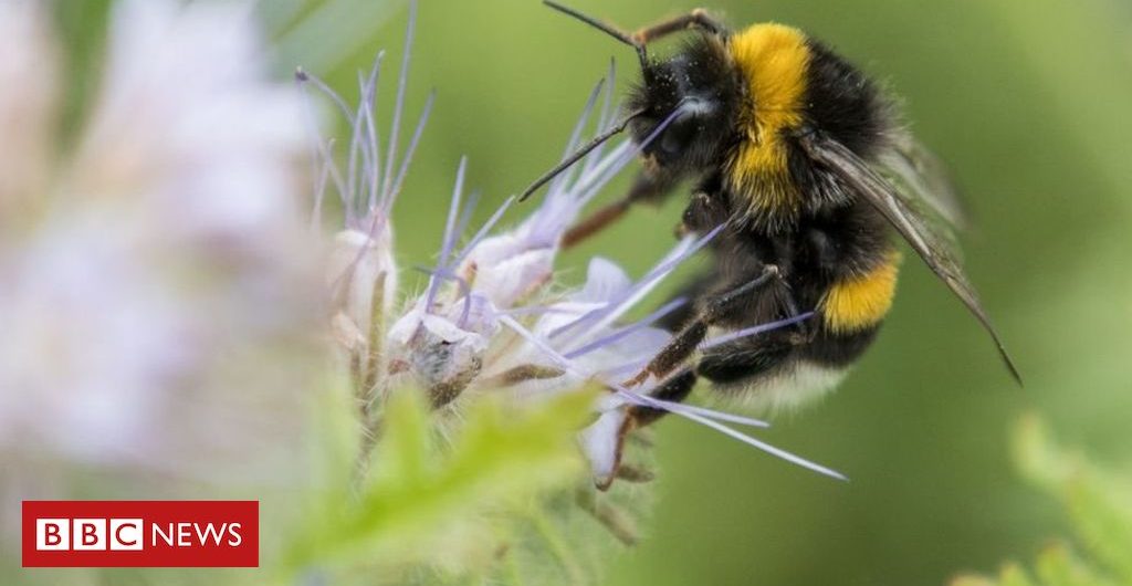 Science Climate change: Loss of bumblebees driven by ‘climate chaos’