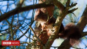 Science Red squirrels sniff out danger better than greys