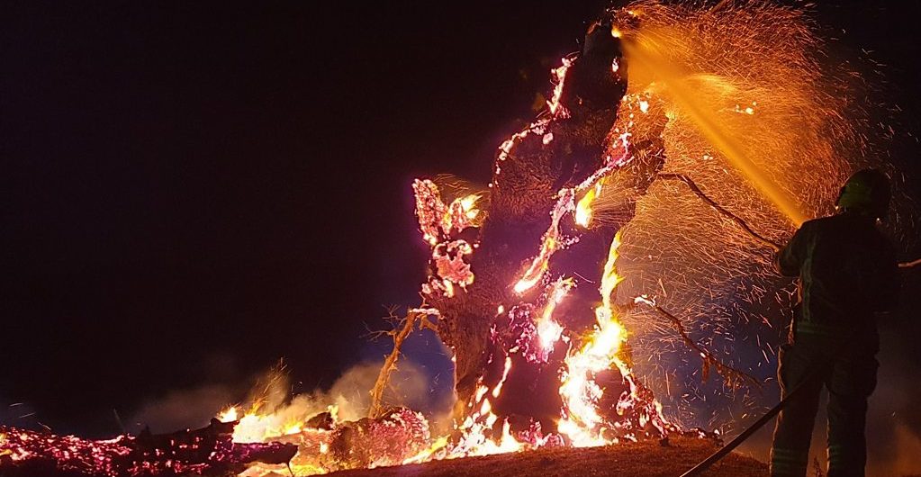 Environment Fire destroys 500-year-old Whiteleaved Oak on Malvern Hills
