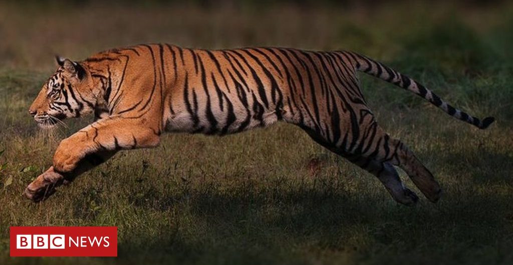 In_pictures Endangered tigers making a ‘remarkable’ comeback