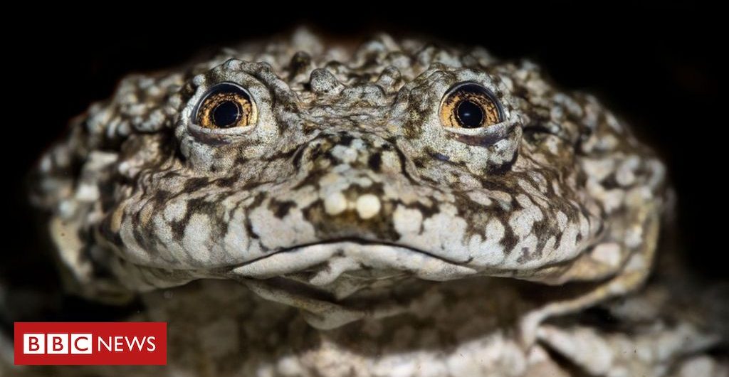 Science Lake Titicaca giant frog: Scientists join forces to save species