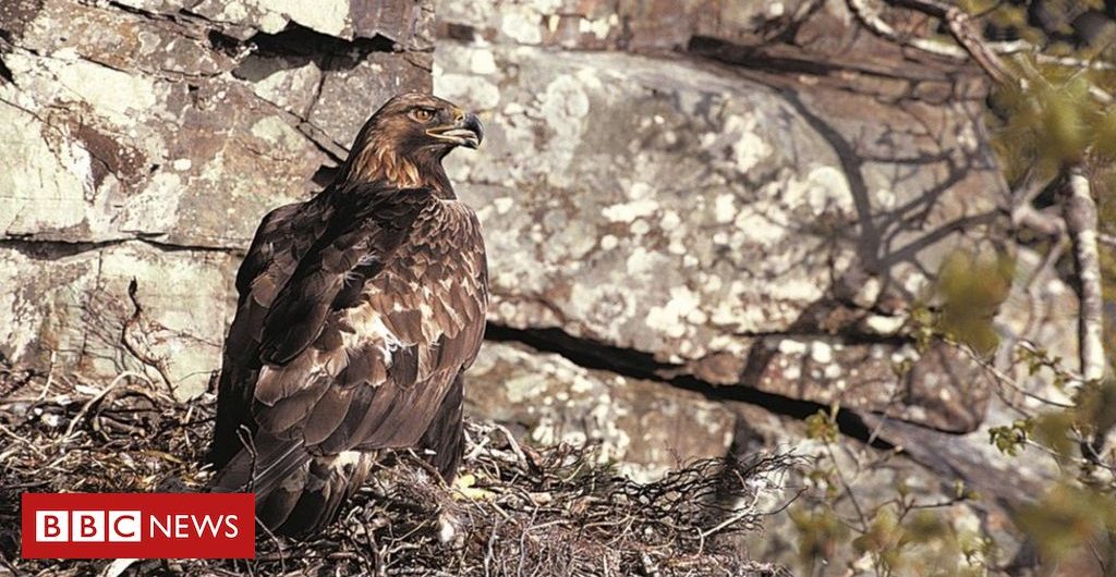 Science Golden eagles breeding success at Scottish Highlands estate