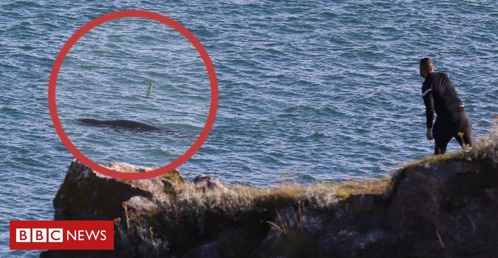 In_pictures Angler ‘seen throwing beer bottle at seal’ in Devon