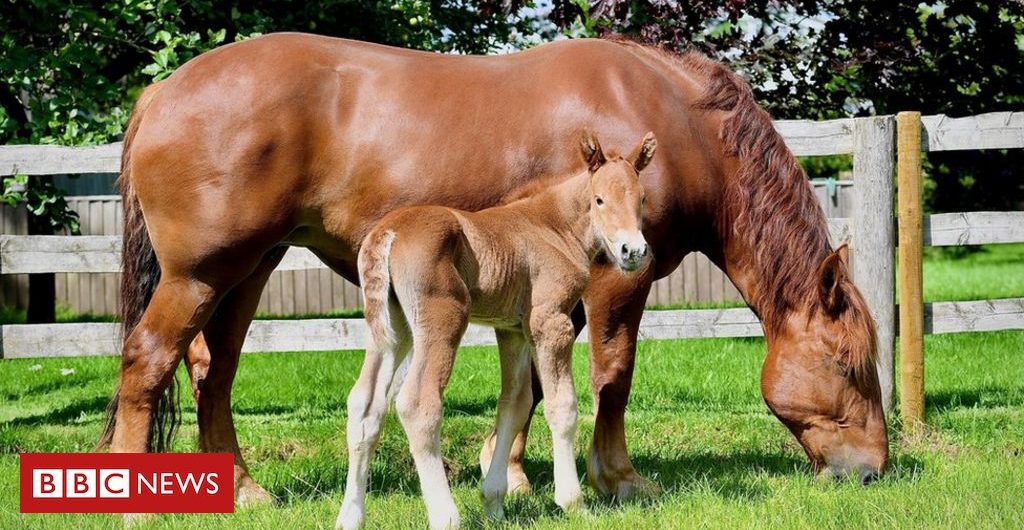 Technology Suffolk Punch horse born using sex-sorted sperm technology