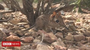 Science Elephant shrew rediscovered in Africa after 50 years
