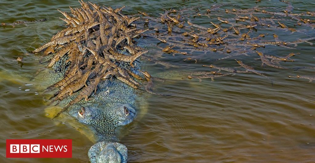 Science Wildlife Photographer of the Year: How many crocodiles can you see?