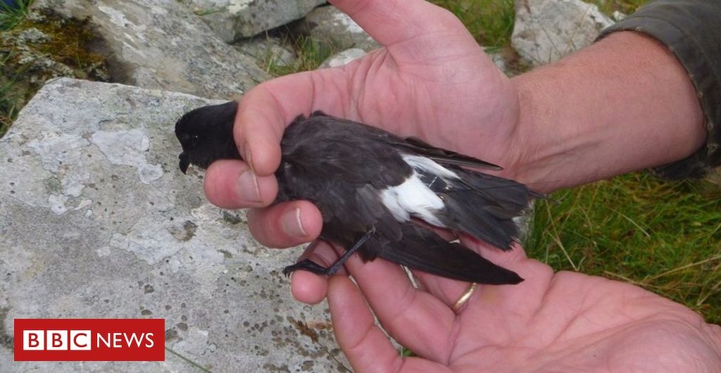 Science Storm petrels: Satellite tags reveal secrets of UK’s smallest seabird