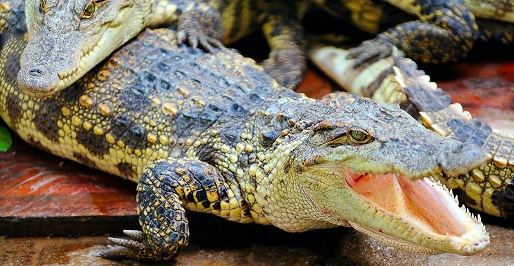 Science Alligator on gas snaps up Ig Nobel prize
